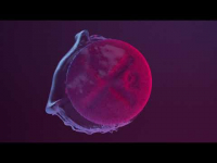 Dwa Sławy - Mango Lassi feat. Białas (prod. Steez83)