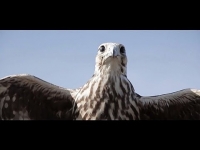 Rover ft. Alicetea - Umieć tu żyć